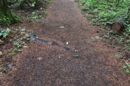 Tree root across the Legacy Creek trail – natural surface